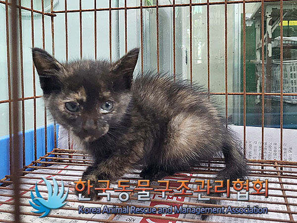 한국동물구조관리협회_441409202301400